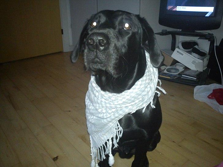 Labrador retriever monty billede 6