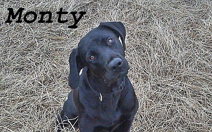 Labrador retriever monty billede 7
