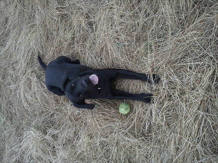 Labrador retriever monty billede 8