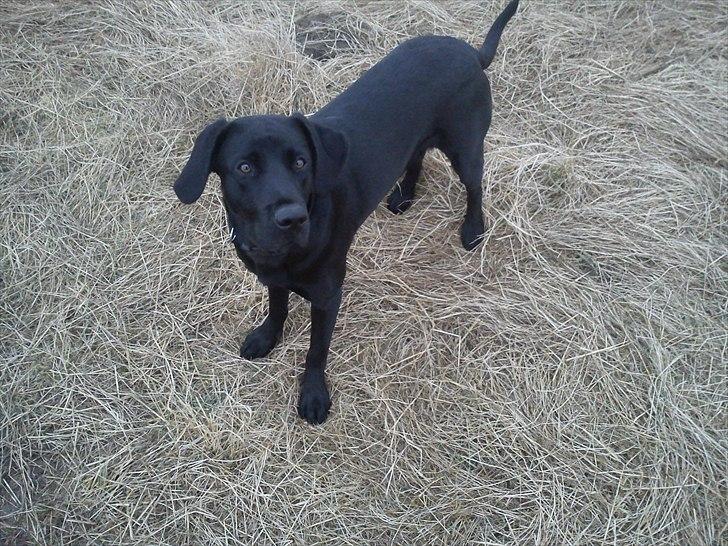 Labrador retriever monty billede 9
