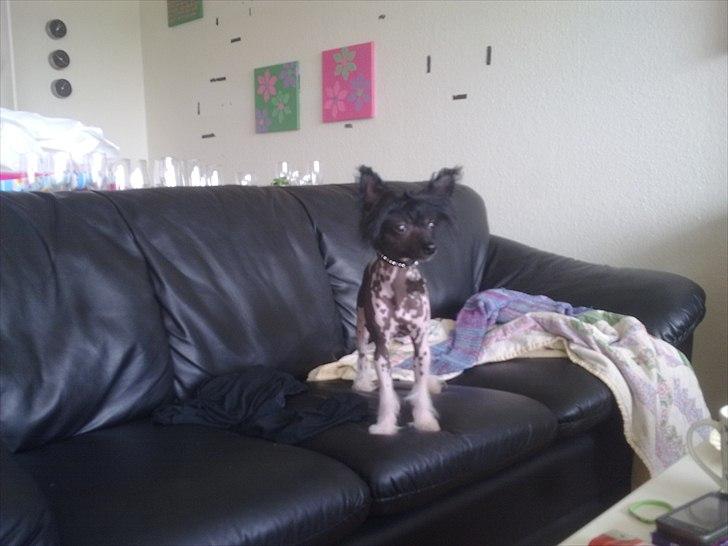 Chinese crested hårløs Calle billede 48