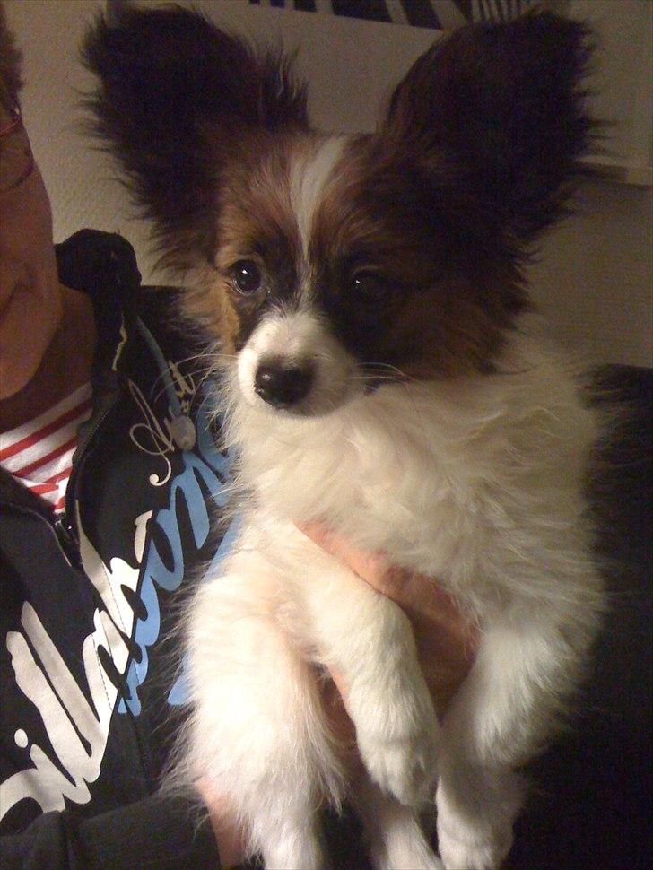 Papillon High Fly Look At Me ( Bailey ) billede 8