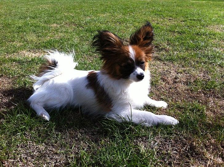 Papillon High Fly Look At Me ( Bailey ) billede 9