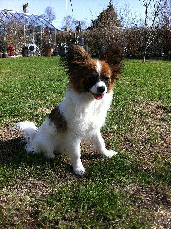 Papillon High Fly Look At Me ( Bailey ) billede 10