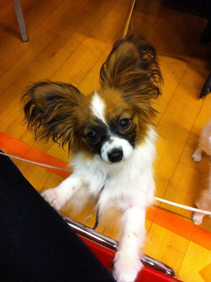 Papillon High Fly Look At Me ( Bailey ) - Hej billede 11