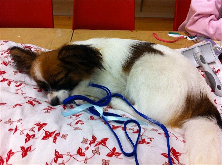 Papillon High Fly Look At Me ( Bailey ) - En træt lille mand efter hans første udstilling.. billede 12