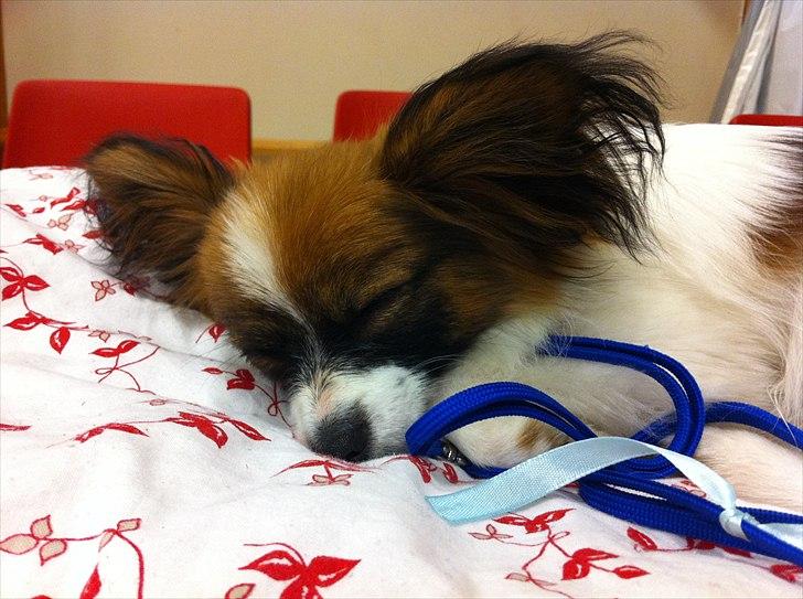 Papillon High Fly Look At Me ( Bailey ) - En træt lille mand efter hans første udstilling.. billede 13