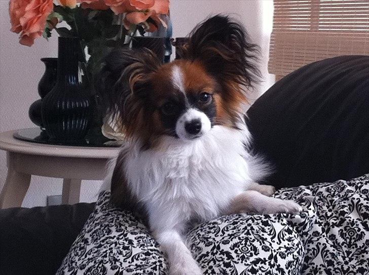 Papillon High Fly Look At Me ( Bailey ) - Maj 2011 billede 1