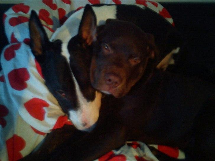 Blanding af racer Basse - 2 måneders gammel Basse ligger og hygger med sin soulmate Nikki på 3 år :) billede 4