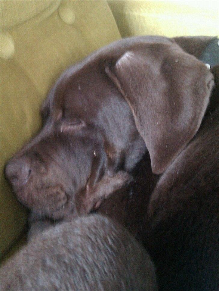 Blanding af racer Basse - 6 måneders gammel Basse ligger og sover efter en lang gå tur :D billede 6
