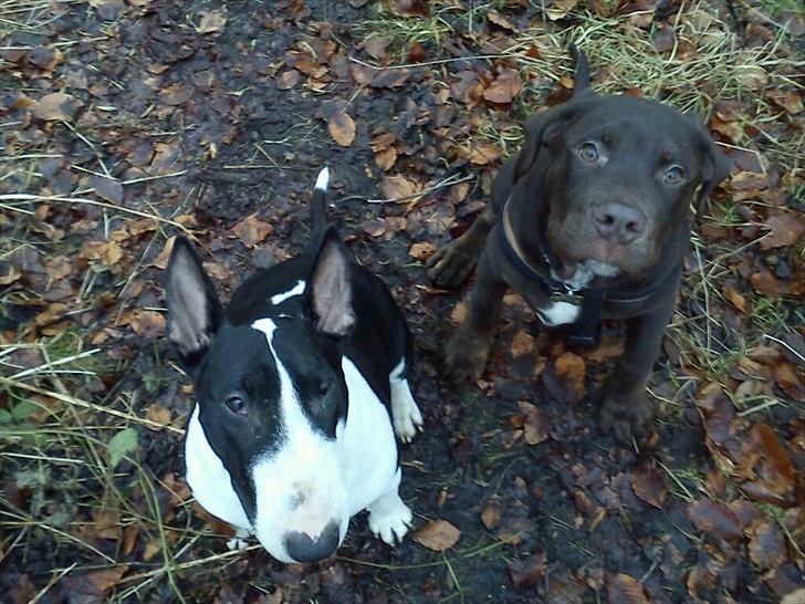 Blanding af racer Basse - 2 måneders Basse og 3 årig Nikki på tur i skoven :D billede 5