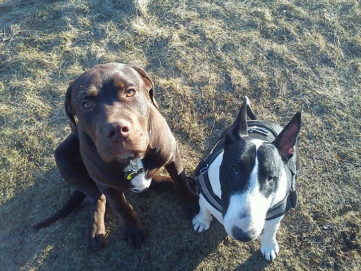 Blanding af racer Basse - 7 måneders Basse og 3 årig Nikki venter på godbid :D billede 8