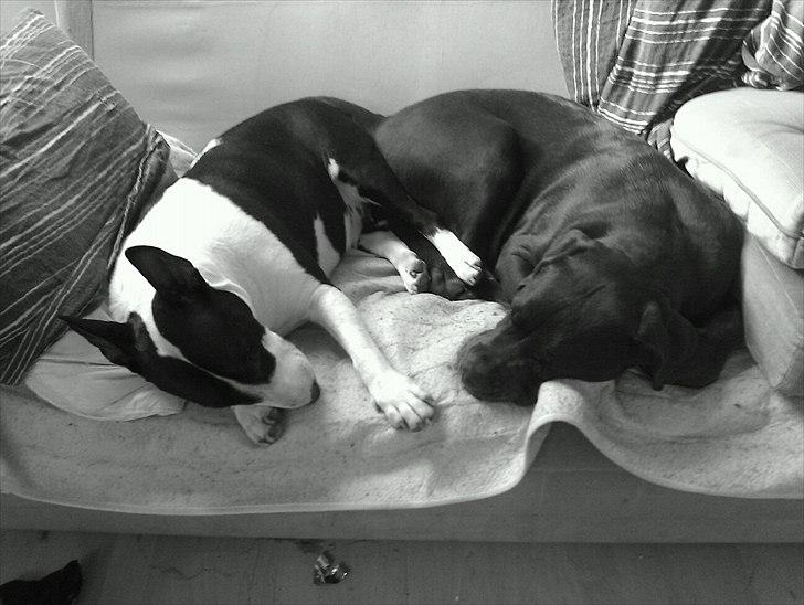 Blanding af racer Basse - Basse og Nikki putter :D billede 7