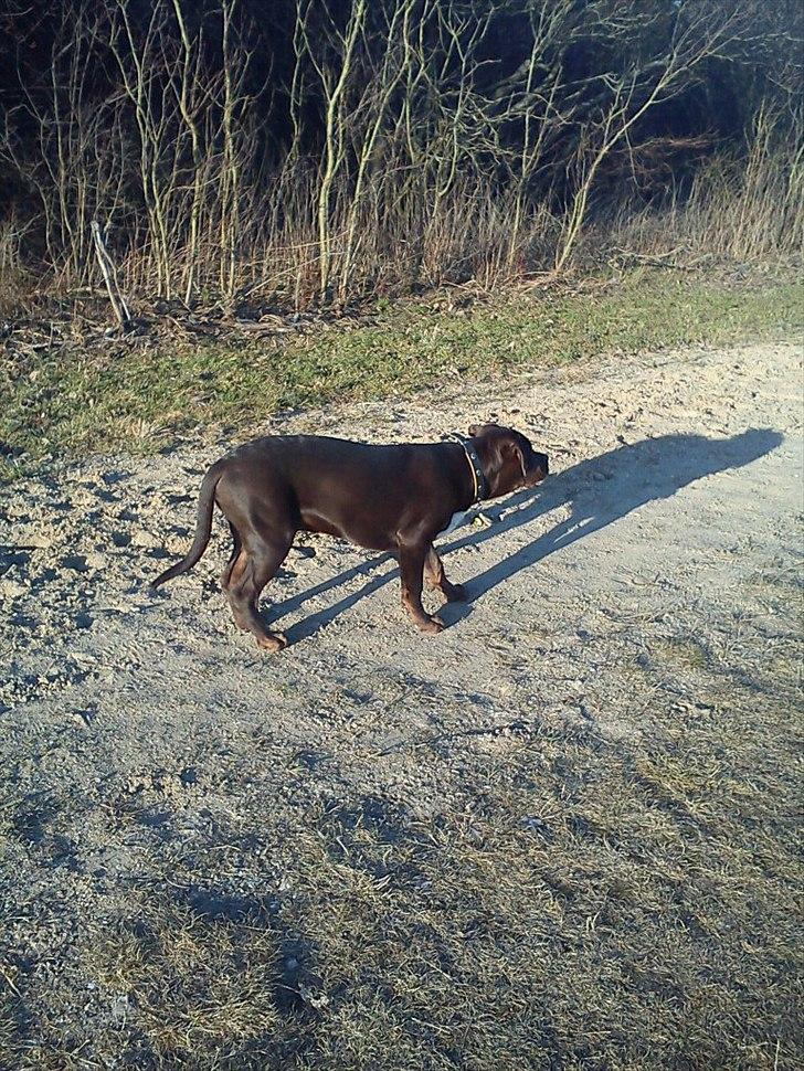 Blanding af racer Basse - 7 måneder gammel Basse på tur med mor skoven :D billede 9