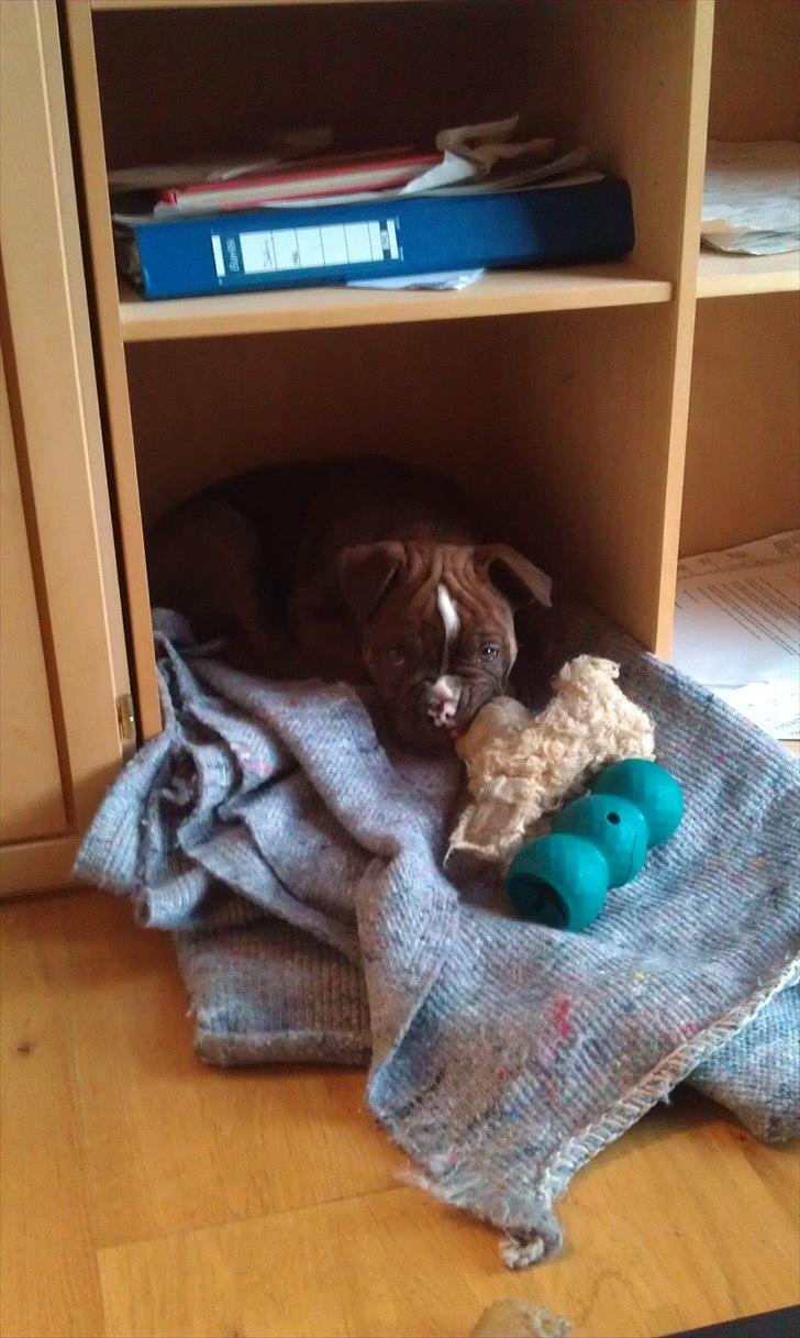 Olde english bulldogge Benny - 11 uger billede 3