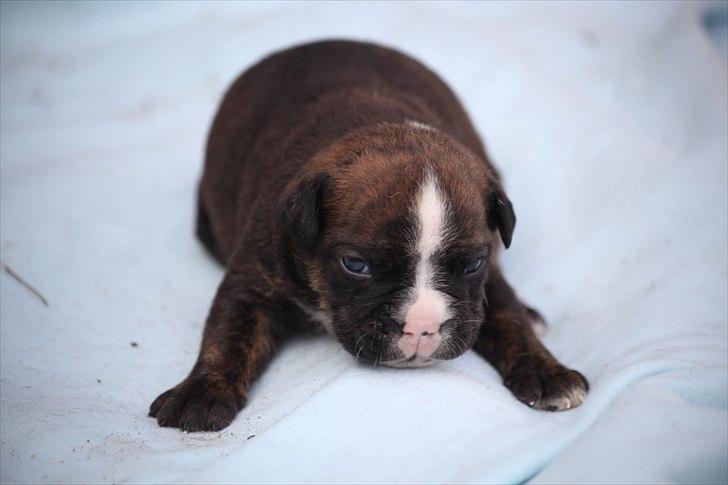 Olde english bulldogge Benny - 2 uger billede 7