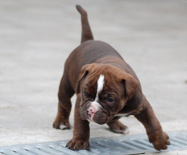 Olde english bulldogge Benny - 5 uger billede 6