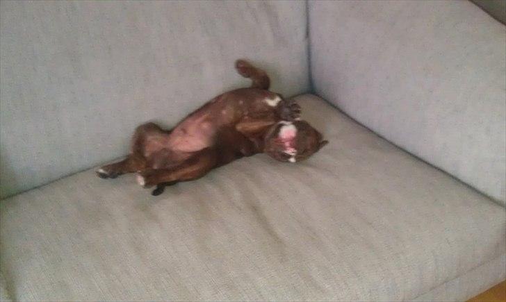 Olde english bulldogge Benny - 9 uger billede 5