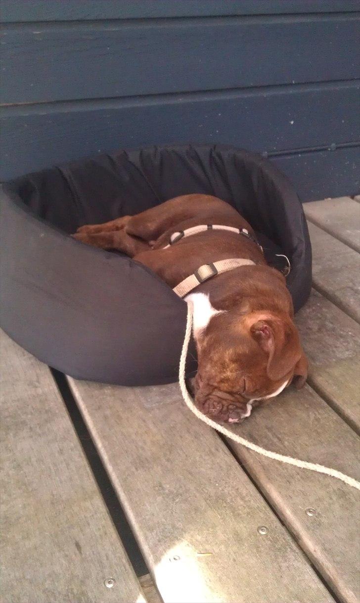 Olde english bulldogge Benny - 10 uger billede 4