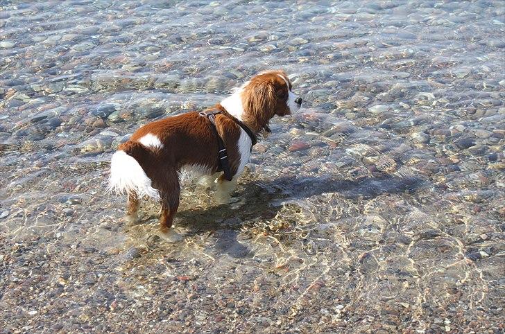 Cavalier king charles spaniel Jagger - Første dag i vandet, og det var en succes! billede 20