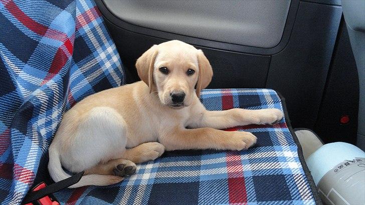 Labrador retriever Doozy billede 2
