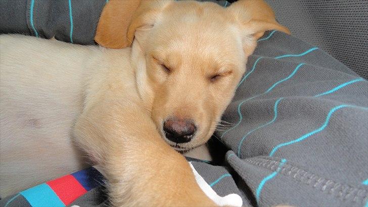 Labrador retriever Doozy billede 4