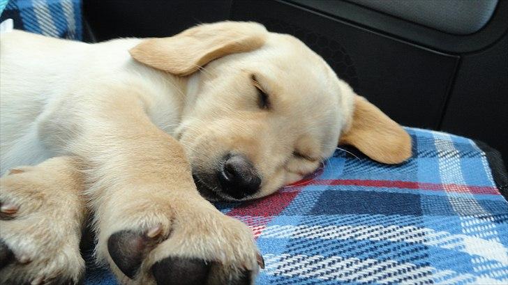 Labrador retriever Doozy billede 5