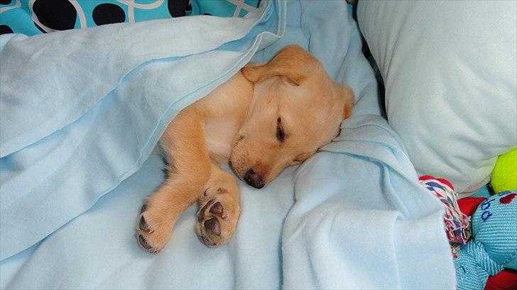 Labrador retriever Doozy billede 6