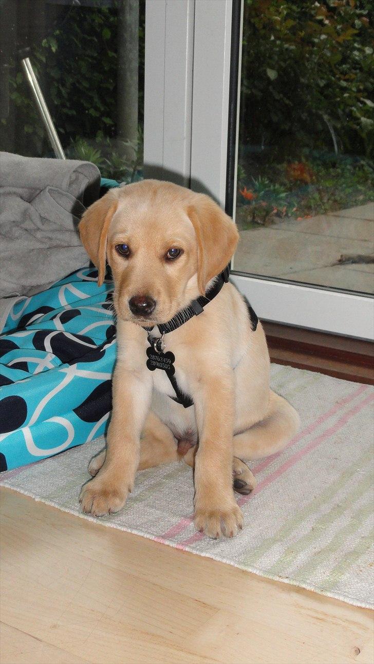 Labrador retriever Doozy - Er lidt træt nu har været ude af opleve verden i snor :o) billede 7