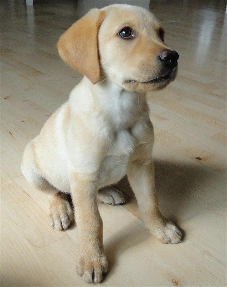 Labrador retriever Doozy billede 1