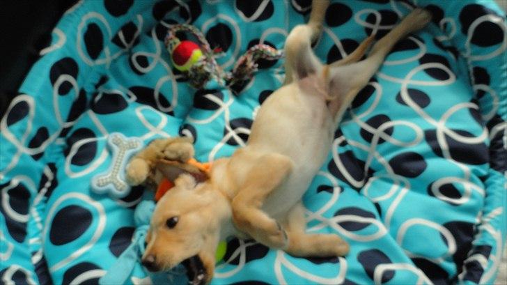Labrador retriever Doozy billede 8