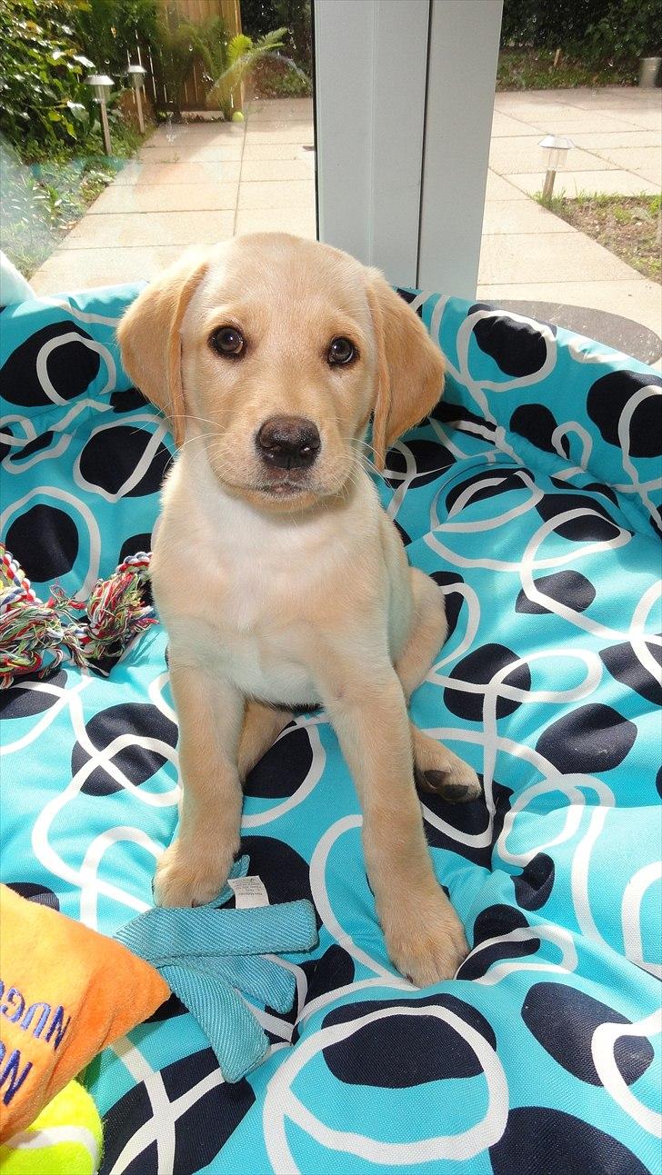 Labrador retriever Doozy billede 9
