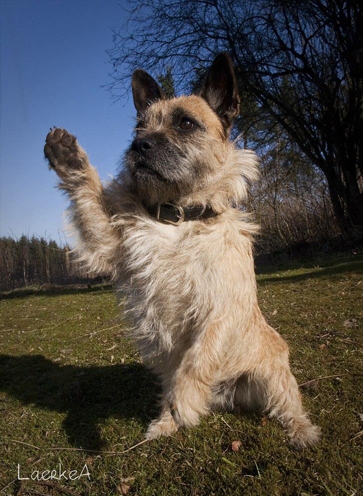 Blanding af racer Bella *FranskbullTerrier* - Jeg er meget lærenem og elsker at give "high five"... billede 9