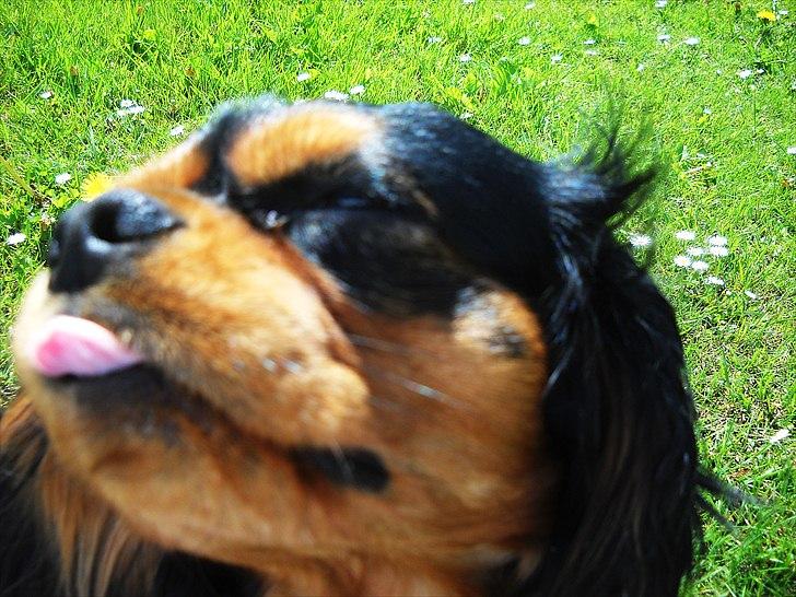 Cavalier king charles spaniel Hannibal billede 11