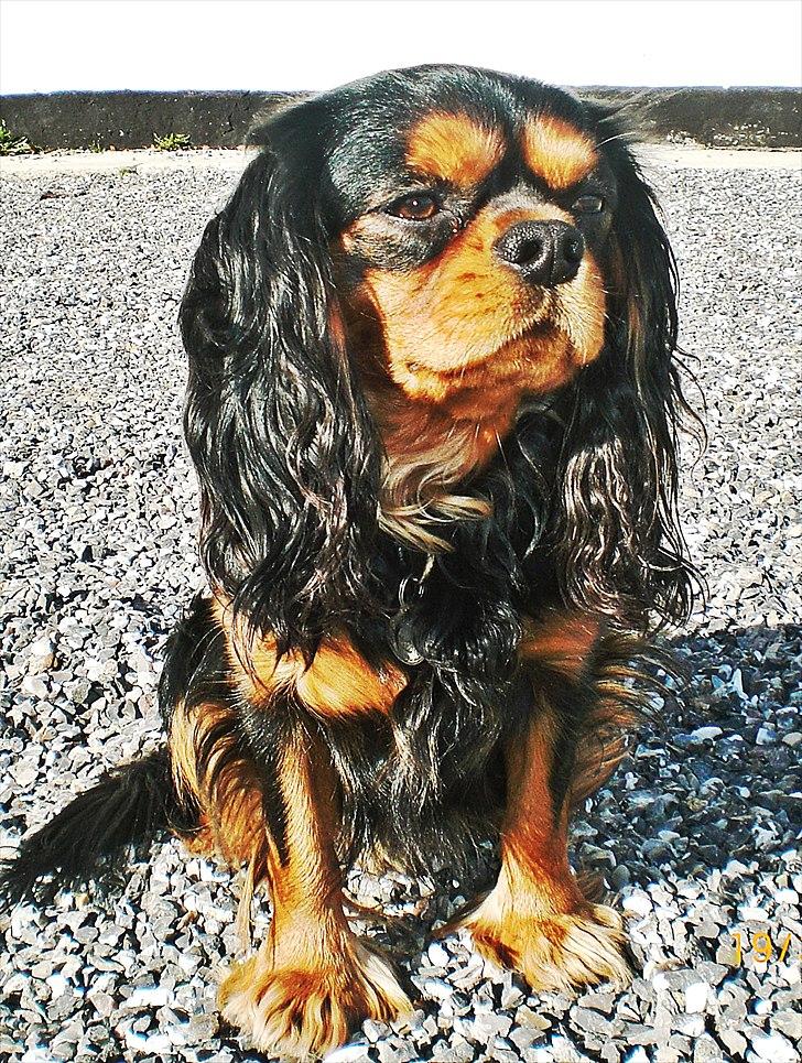 Cavalier king charles spaniel Hannibal billede 1