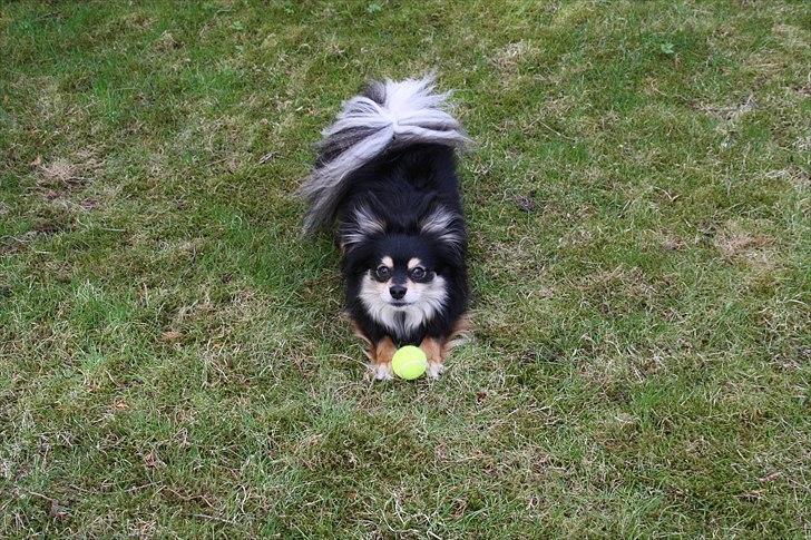 Blanding af racer Bailey - Hjemme i haven. billede 17