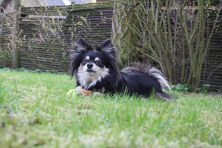 Blanding af racer Bailey - Hjemme i haven. billede 18