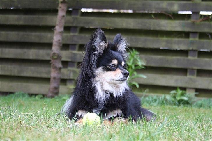 Blanding af racer Bailey - Hjemme i haven. billede 19