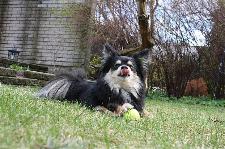 Blanding af racer Bailey - Hjemme i haven. billede 20