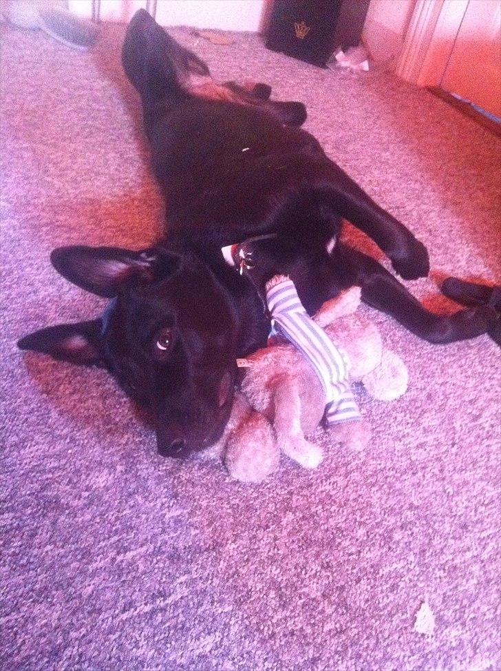 Blanding af racer Bella - Bella der hygger sig med sin nye bamse :) billede 15