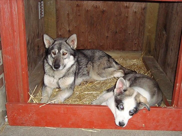 Siberian husky Cita billede 15