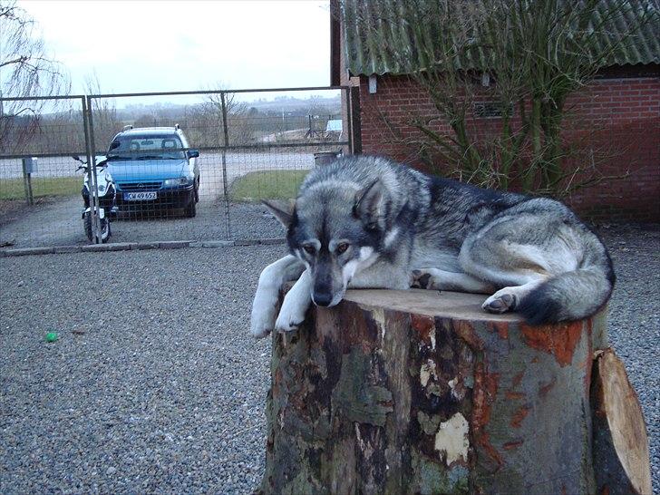 Siberian husky Cita billede 17