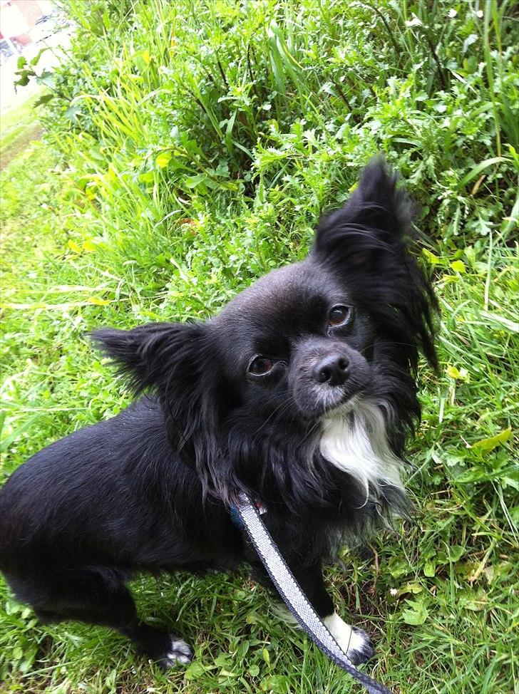 Chihuahua Magnus. billede 3