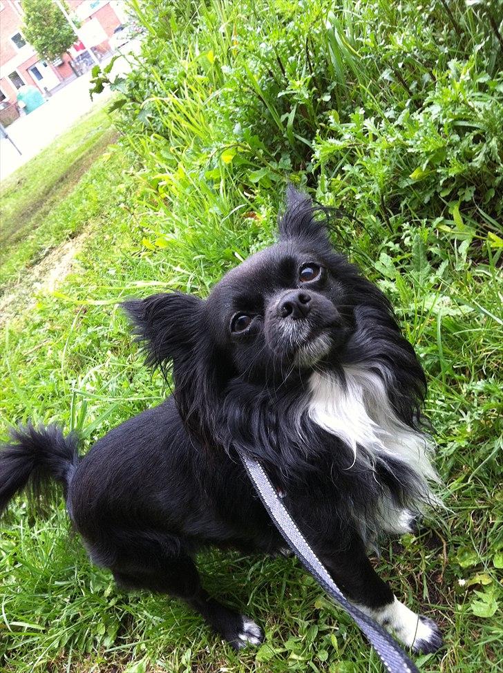 Chihuahua Magnus. - Magnus. billede 2