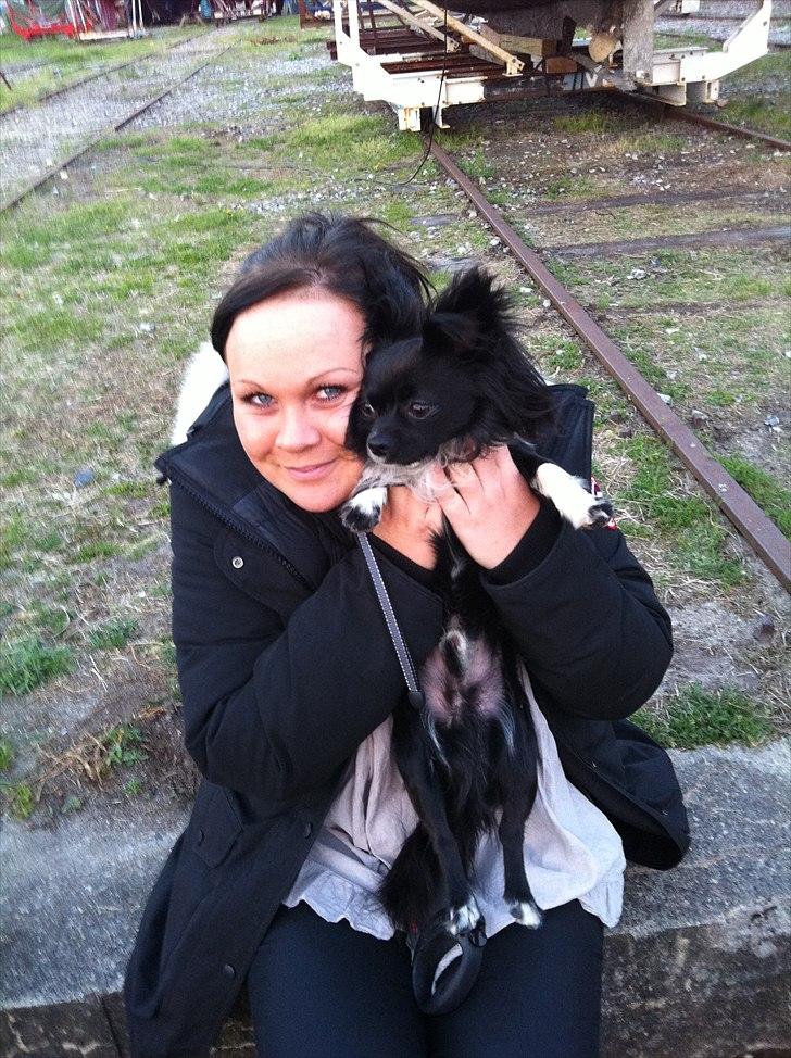 Chihuahua Magnus. billede 5