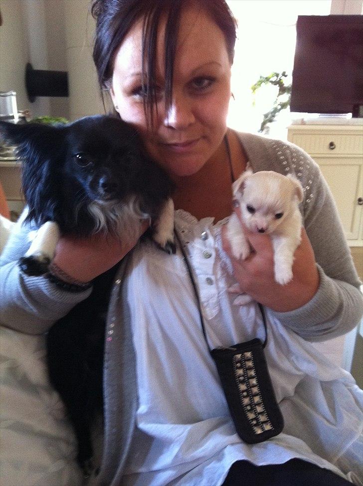 Chihuahua Magnus. billede 6