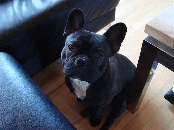 Fransk bulldog Geluna Von Hempel Klinton - smukke mig :) billede 17