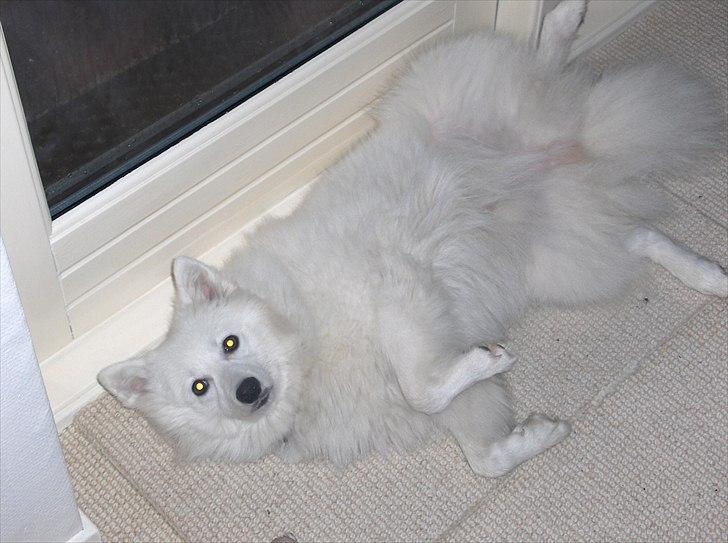 Japansk spids Tilde billede 4