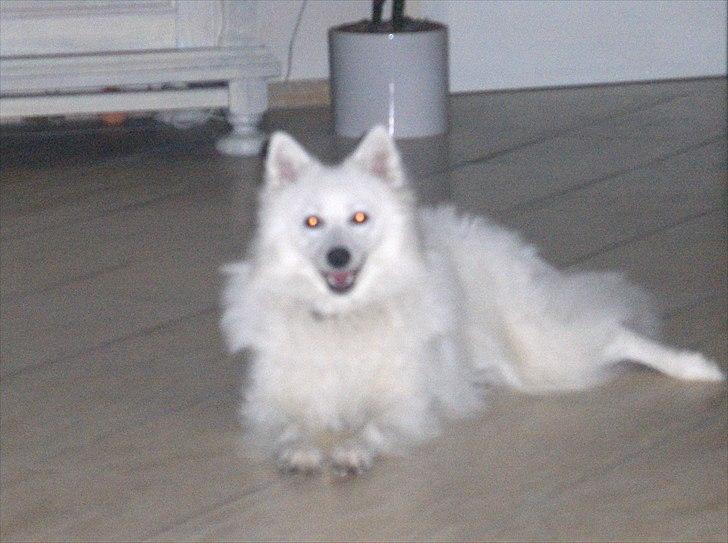 Japansk spids Tilde billede 5