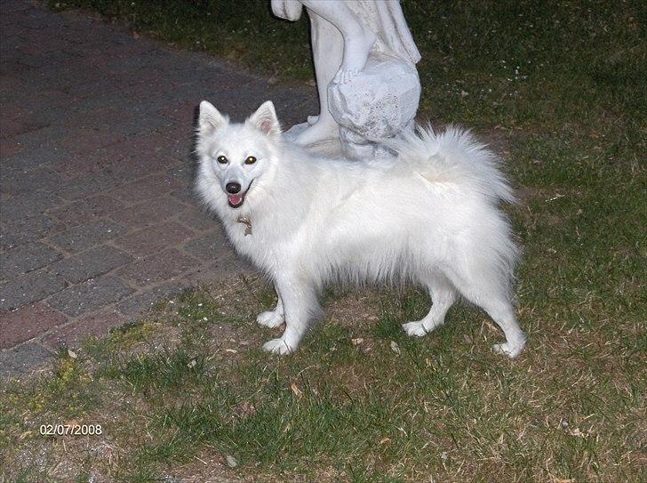 Japansk spids Tilde billede 6